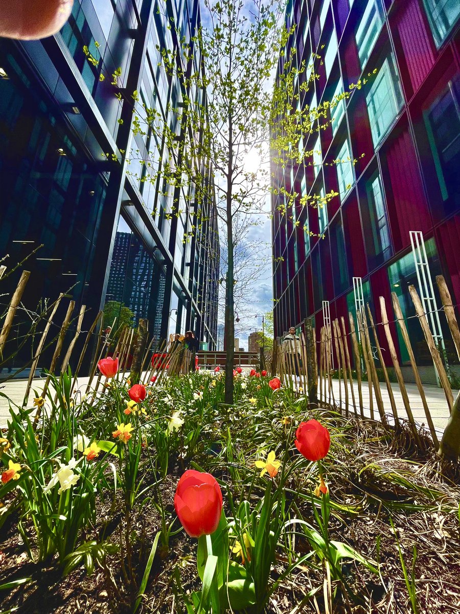 A New Hope

Ruskin Square, Croydon

#croydon #ruskinsquare #trees #treeplanting #tulips #daffodils #springflowers #regeneration #chestnutfencing