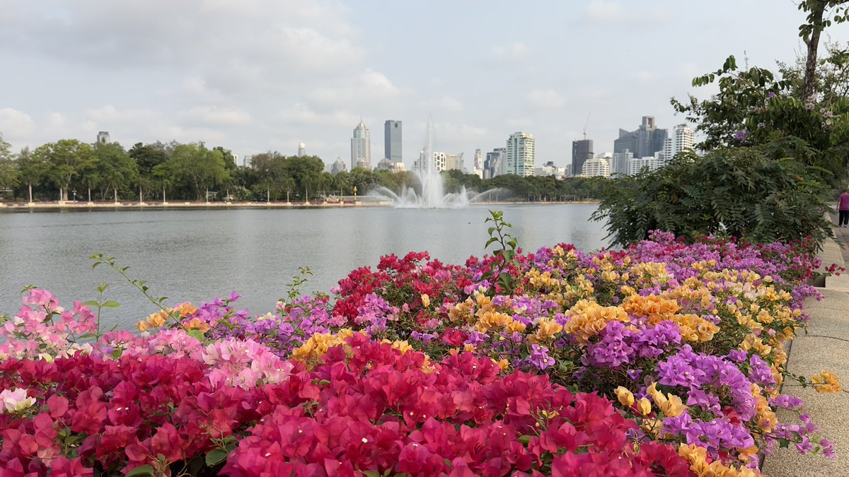 My morning walk in Bangkok at Benchakitti Park. 42c-104f degrees. A little bit sweaty.