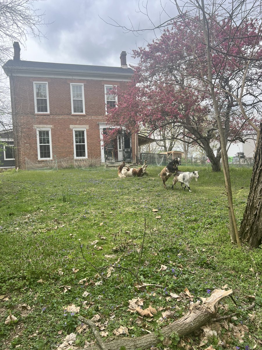 Just trying to get a cute picture of my horse rolling in the grass and the goats had to make it weird.