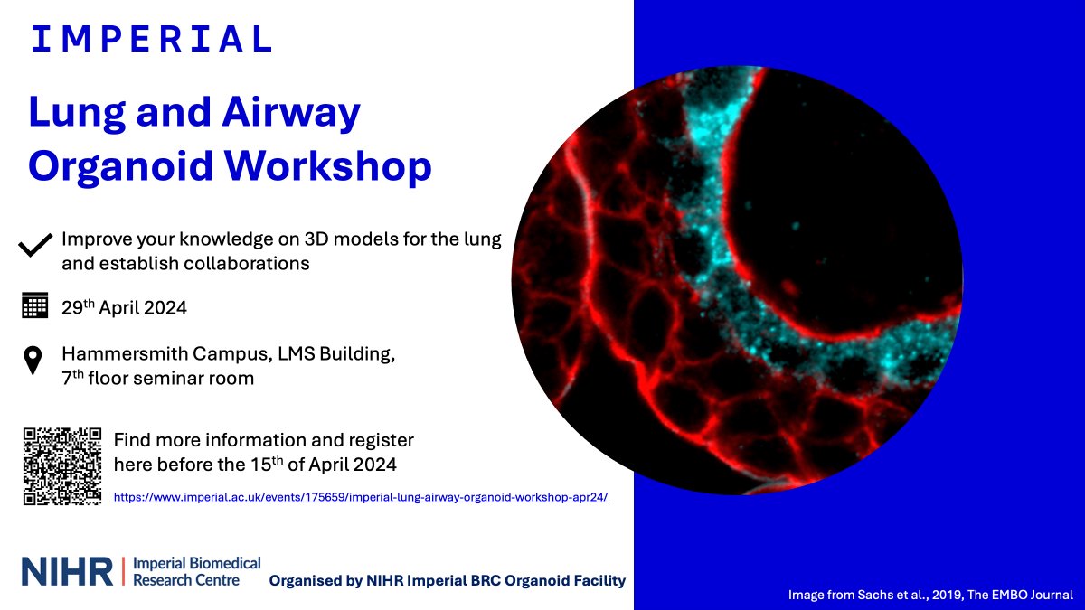 Register to the Lung & Airway #Organoid Workshop @imperialcollege (deadline 15 April)! Organised and supported by @ImpOrganoid @ImperialNHLI @MRC_LMS @ImperialBRC @STEMCELLTech When: 29 April Where: Imperial Hammersmith Campus Program & further details: imperial.ac.uk/events/175659/…