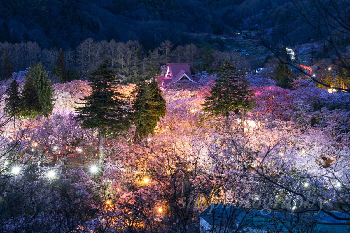 山から見る高遠城址の天下第一の桜が美しい🌸 #nikon #photograghy