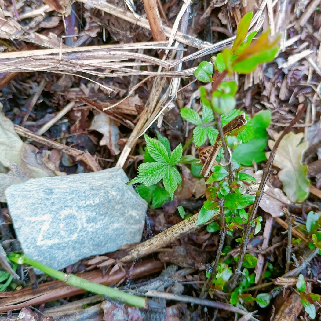 This is #Polkadot #community 😍 Today, @RmterraO dedicated a tree-planting effort, assigning one tree for each @Polkadot Head #Ambassador, symbolizing luck & vitality 🌳 For me, he planted a pomegranate tree - a resilient shrub bearing luscious fruits with sturdy skins & sweet,