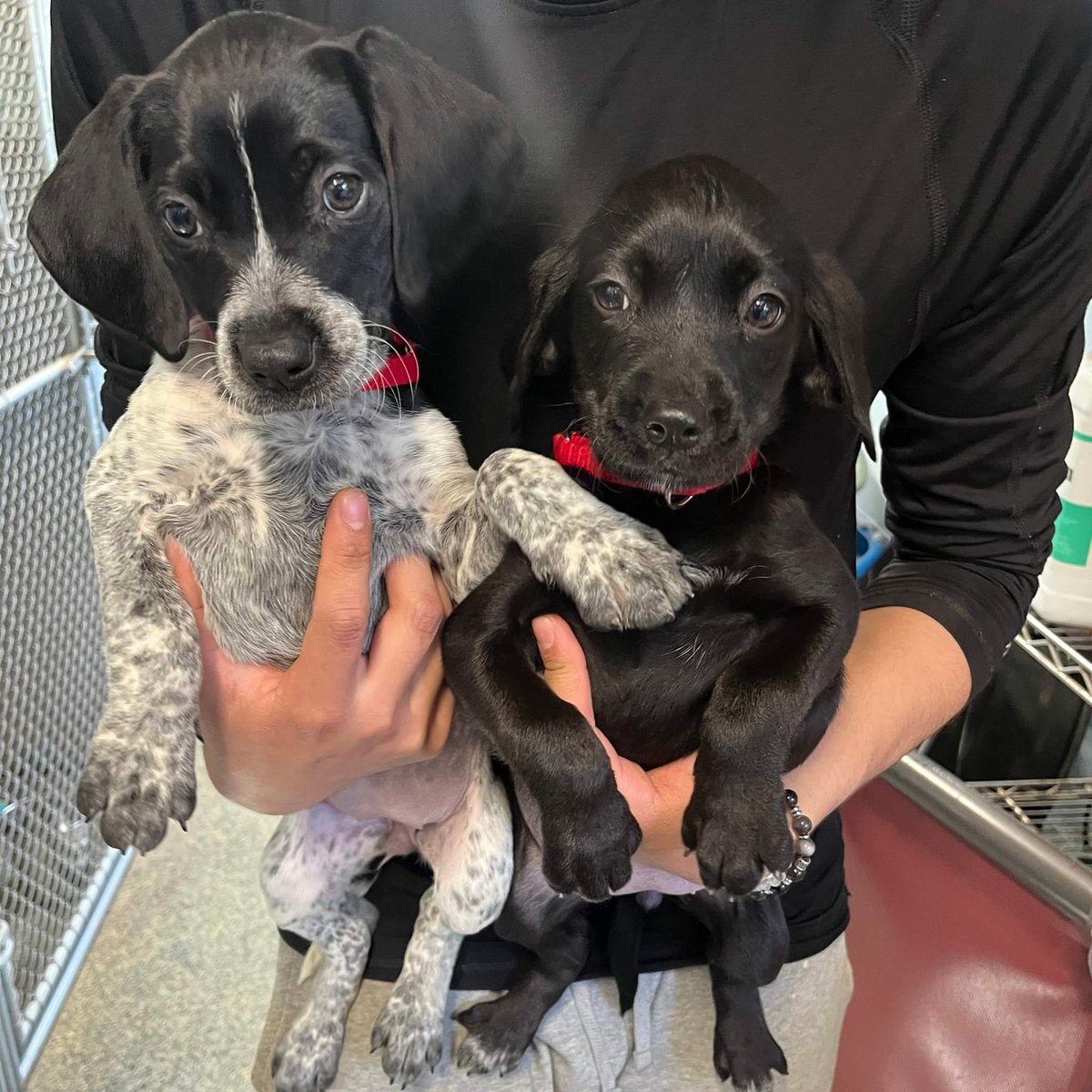 Can anybody PLEEEASE foster these two adorable 3-month-old pups? The kennel is no place for baby puppies. Reach out if you are local to Harrison, NY and can help... please share or tag a friend. 🐶🐶 #fosterus #NationalSiblingsDay #SiblingsLove #SiblingsDay