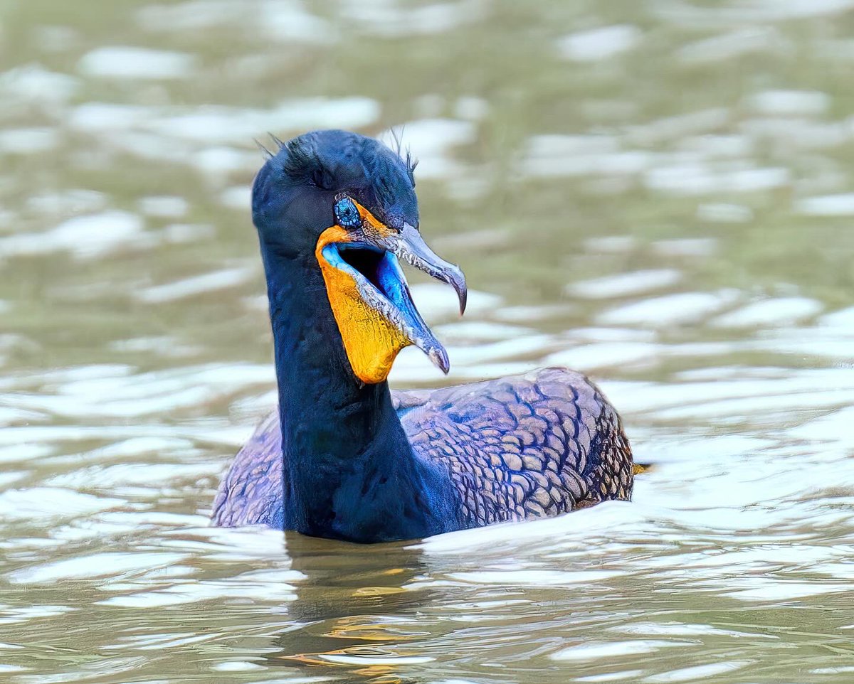 Double-crested Cormorant - During the breeding season, a cormorant's mouth turns a bright blue-teal color. Notice how this cormorant has a pouch in these shots that resemble a pelican's pouch. 
#birdcpp @BirdCentralPark #cornelllabs