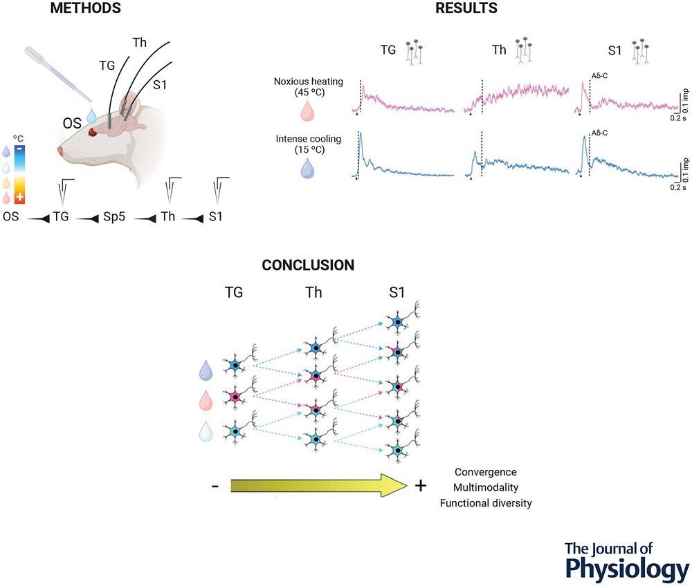 Enrique Velasco, M. Carmen Acosta, Juana Gallar (@NeuroAlc ), @MartaZaforas and Juan Aguilar (@HNParaplejicos) describe the ocular surface information seen from the somatosensory thalamus and cortex! 📜buff.ly/3UbbNha