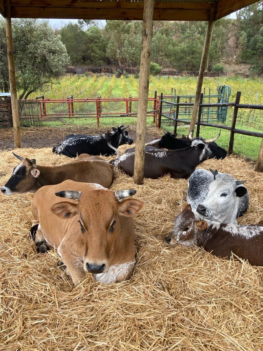 Harvest is over @waterkloofwines Time to add manure and feed the soil that feeds our vines. Nguni cattle and Angora goats will graze our Chenin and Mourvèdre for the next few months. #regenerativeagriculture #regenerativefarming #circleoflife