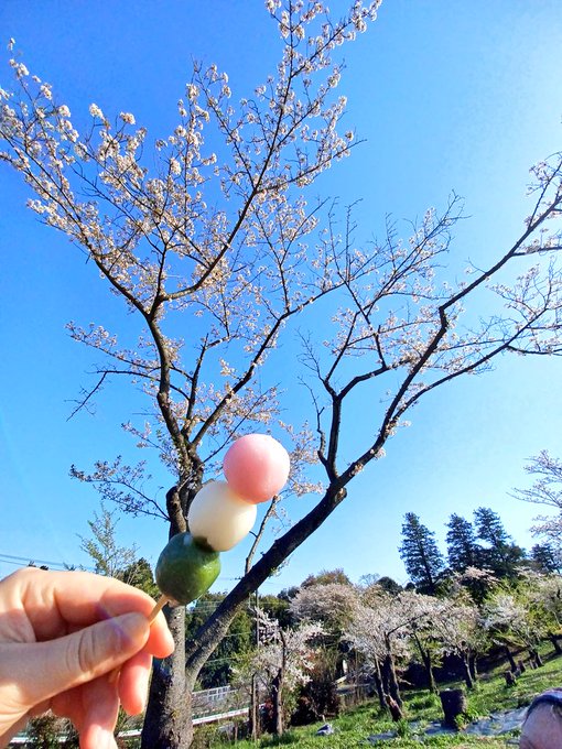 「cherry blossoms wagashi」 illustration images(Latest)