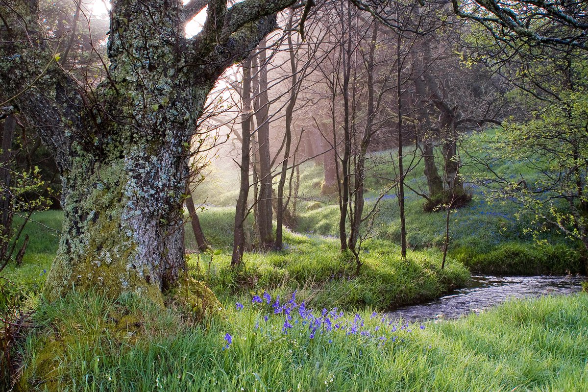 From dawn chorus croissants to early evening forest bathing - and lots more in between - check out these fab springtime #FestivalBowland events! forestofbowland.com/festival-bowla… <a href="/BowlandNetwork/">Discover Bowland</a> <a href="/VisitLancashire/">visitLancashire.com</a> <a href="/Welcome2Yorks/">Welcome to Yorkshire</a> <a href="/NatLandAssoc/">National Landscapes Association</a> 
📸G Cooper