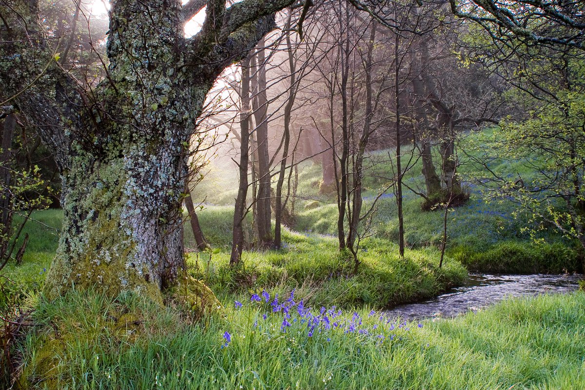 From dawn chorus croissants to early evening forest bathing - and lots more in between - check out these fab springtime #FestivalBowland events! forestofbowland.com/festival-bowla… @BowlandNetwork @VisitLancashire @Welcome2Yorks @NatLandAssoc 📸G Cooper