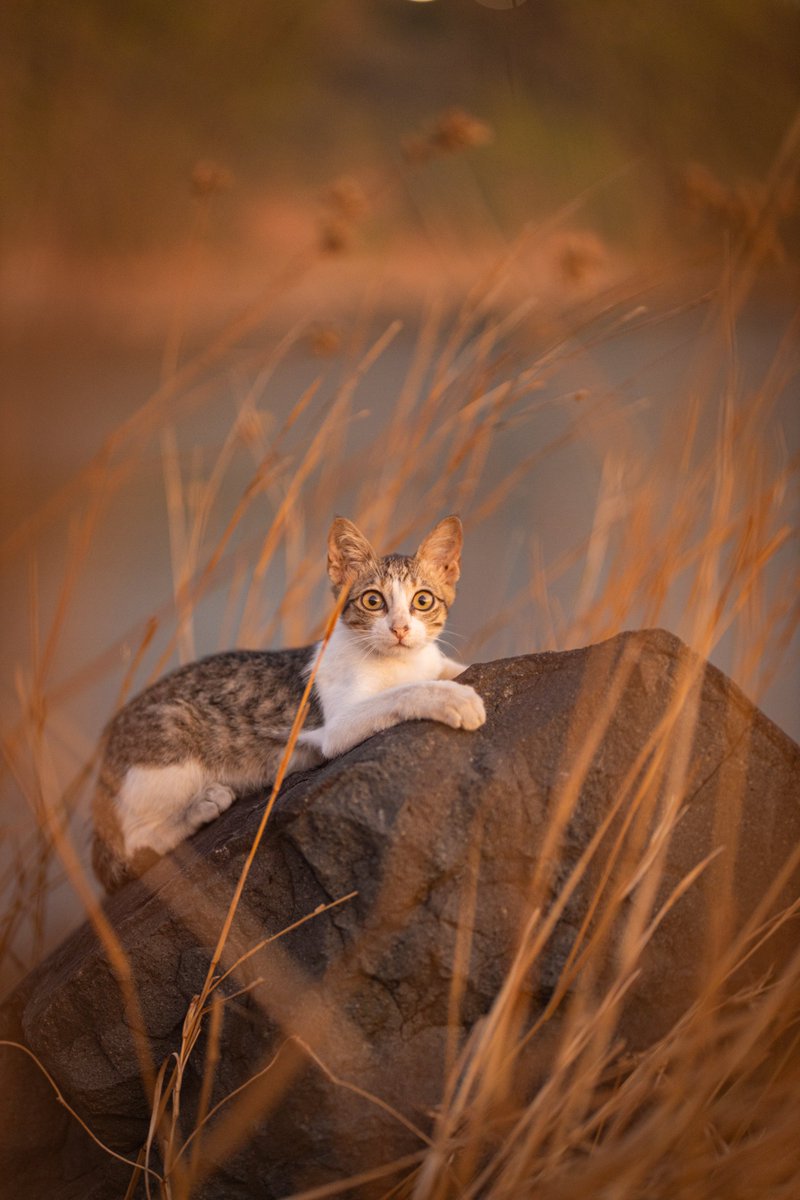 𝙲𝚊𝚝 𝚘𝚗 𝚃𝚑𝚎 𝚁𝚘𝚌𝚔, 𝙿𝚕𝚎𝚊𝚜𝚎!

#photography #canon #feline #cat #portrait #canonphotography #portraitphotography #animalportrait #betteronvero #85mm #tamron85mm #neko #nature #naturephotography #natureza #naturaleza #natura #sunset