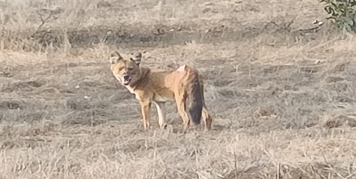 Rare Sighting After a gap of 4 years, a wild dog was photographed in the Phansad Wildlife Sanctuary, Raigad. Wild dogs were first seen in the sanctuary in 2020. photo captured by @MahaForest staff. mahamtb.com//Encyc/2024/4/… @ranjeetnature @TamhiniGhat @tweetsvirat @singh_sonu