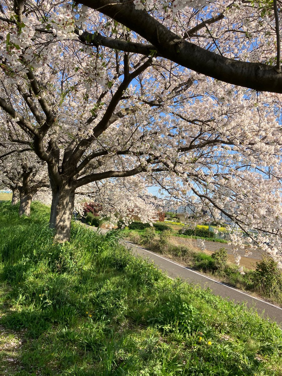 てんちゃん左後ろ足にハート、右にはadidasを持っています
忍びのように音もなく現れ　大ジャンプを決め　ダッシュでカーテンの上まで登ってよく怒られます

高いところが大好き　食器棚の上で昼寝します

最後のは今日の桜　見頃でした