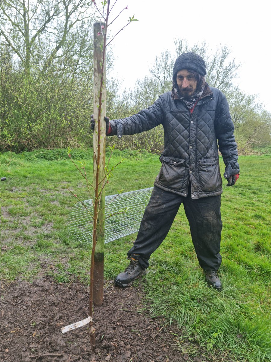 Well done to the dedicated volunteers who worked on through the rain in #HazelwellNutGrove #Stirchley this morning. Four new trees planted... #AlmondIngrid #AlmondRobijn #WalnutBuccaneer #STCommunityFund #GrowTheVillage