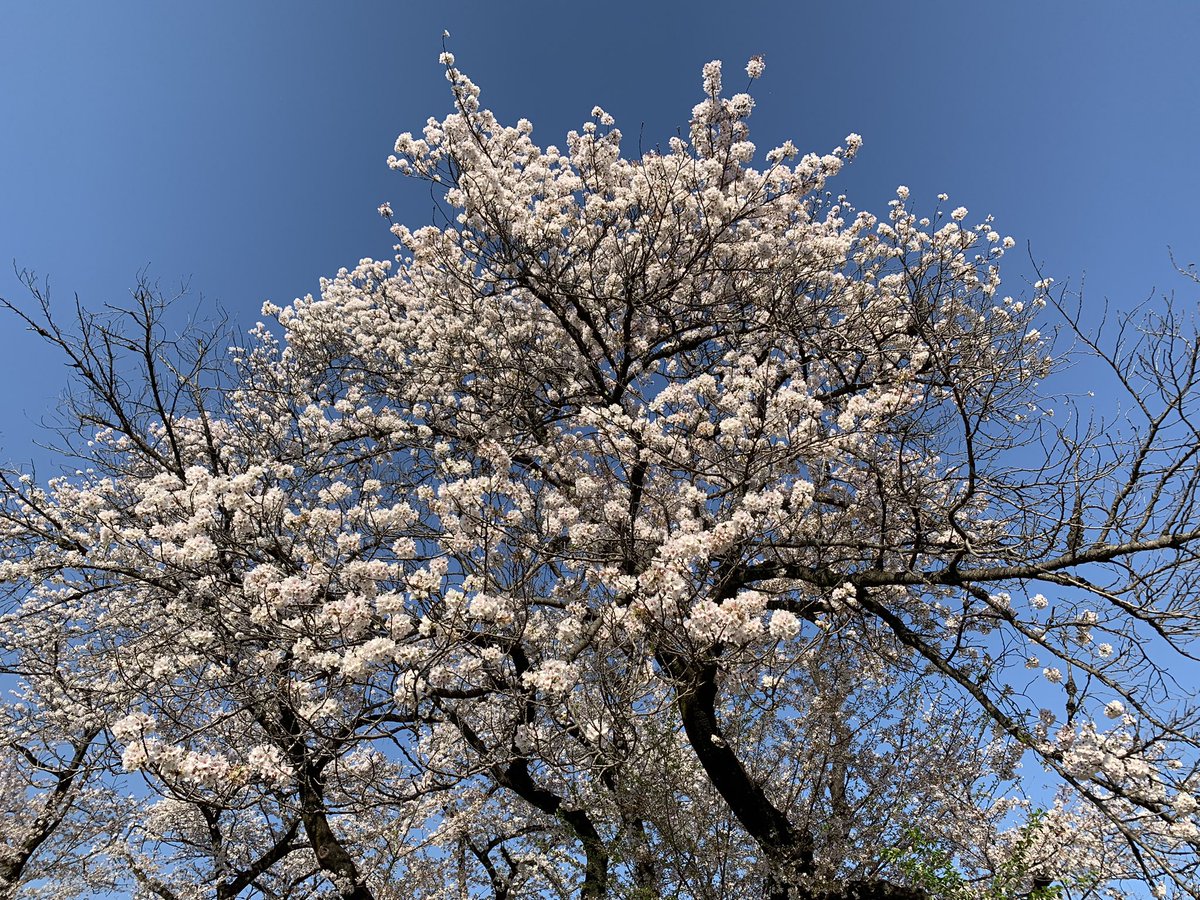 🟥#お花見🌸
「#オオシマザクラ」が圧巻でした！
「におい桜」とも呼ばれ、その葉は、桜餅に使用されます。
#紋別市  #紋別市立博物館 #まちなか芸術館 #銀座三越 #竹澤イチロー #セワッピー #妖精 #沼津庄司美術館 #紋別市立南丘小学校 #cherryblossoms #桜