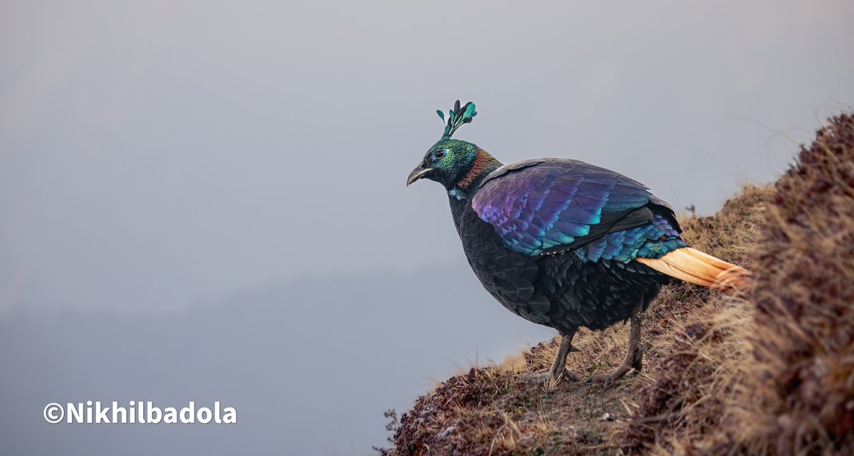 Living on highlands, just under the great himalaya.

In pic : Himalayan monal

#inlovewithmountains #rarebird #monal #wildlifeofindia #wildlife #wildlifephotography #birdphotography #birdsofindia #himalayanbird #uttrakhand #shotoncanon1500d #IndiAves