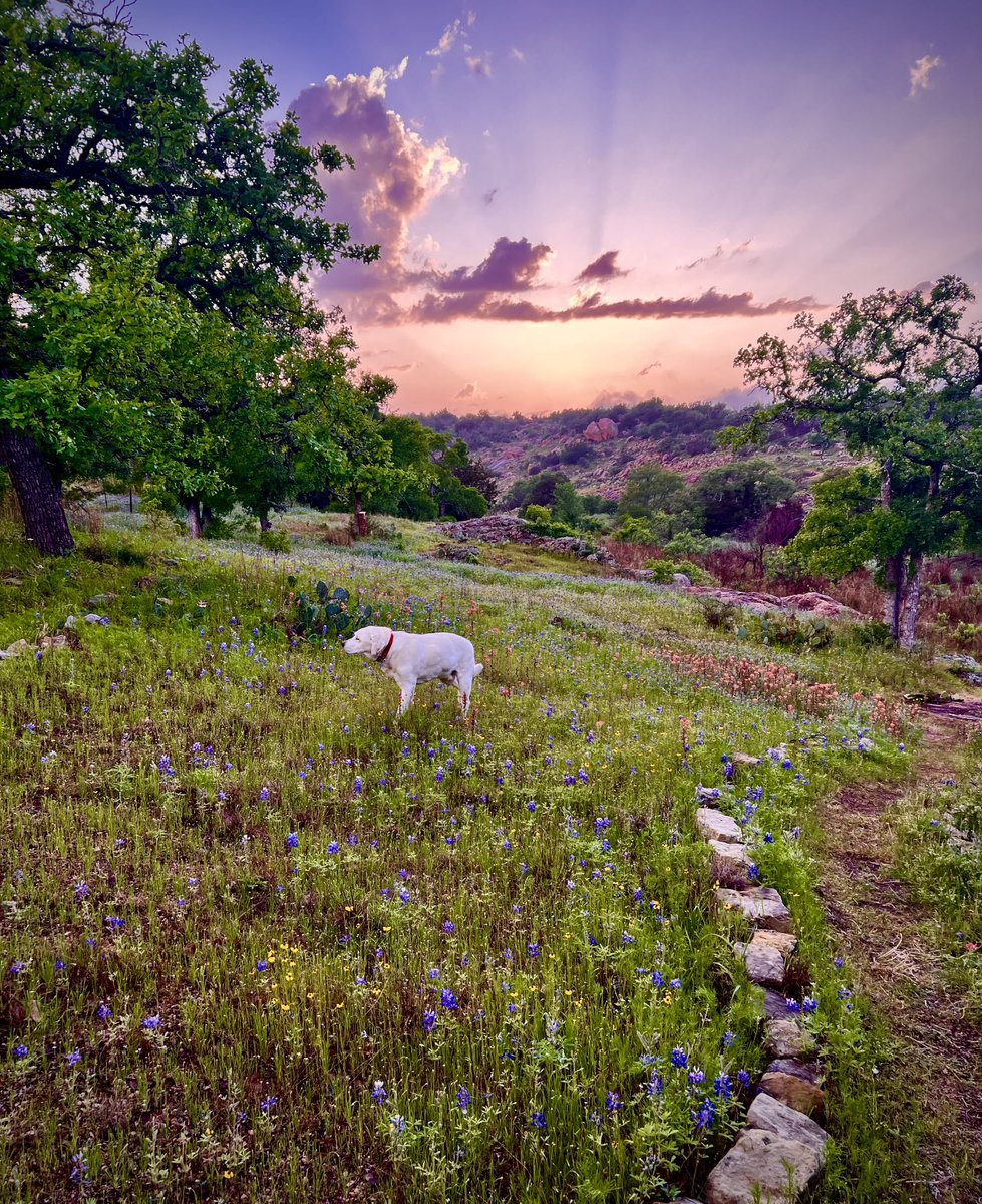 jan_greenstone's tweet photo. Sunset at the SandyRanch #SandyRanch #Texas #Fredericksburg #AfterEclipse #GreenstoneFineMineralia https://t.co/kzJsnwgya8