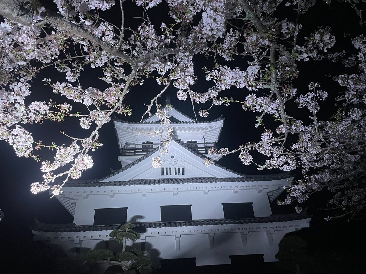 館山城まで夜桜ラン
まだまだ見頃！🌸