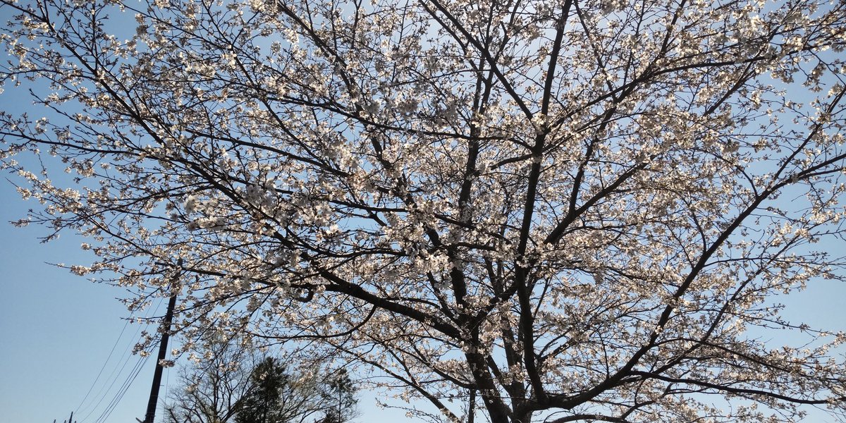 職場の桜がとても綺麗でした🌸 本日の佳き日の記念に😊✨