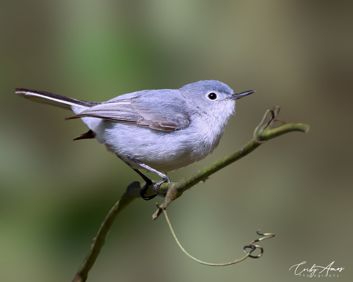 Blue-gray Gnatcatcher . ko-fi.com/corbyamos . linktr.ee/corbyamos . #birdphotography #birdwatching #BirdTwitter #twitterbirds #birdpics #BirdsofTwitter