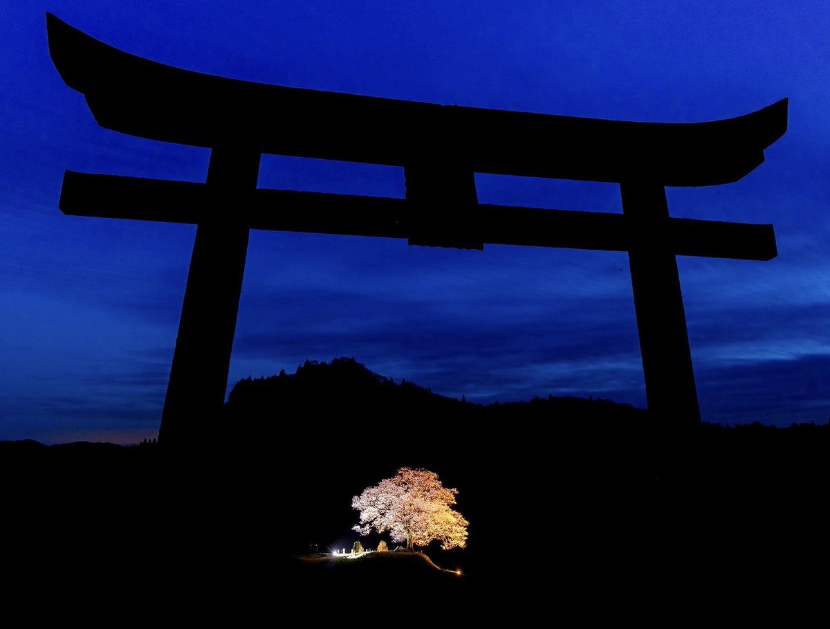 鎮守桜。
神々に守られし一本の銘木。

#広島県
#神石高原町
#神宮寺跡のエドヒガン桜
