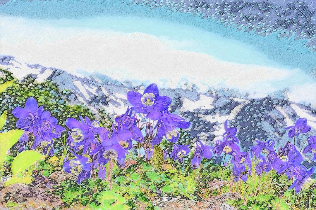 Do you know about Aquilegia japonica?
Aquilegia japonica is one of the columbine species that grows naturally in the alpine zone.
#japanart #wildflowers