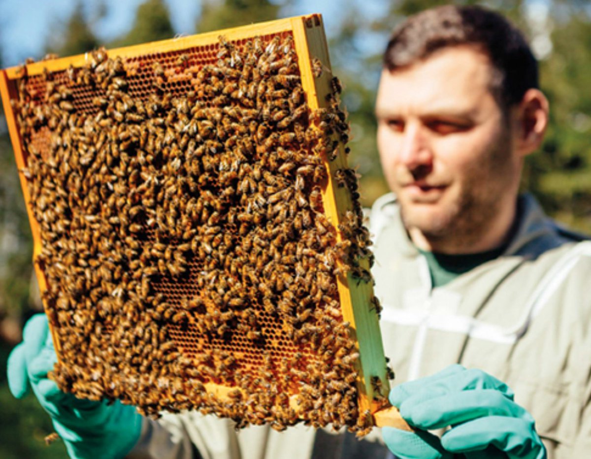 Supporting local beekeepers not only ensures that you're getting high quality honey, but it also contributes to the preservation of our native bee species and promotes environmental stewardship.

Love British Honey!🇬🇧