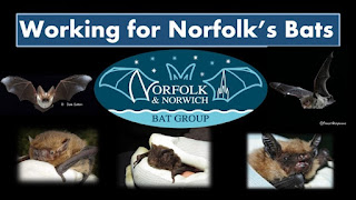 Back in March, @NorwichBats held a mini-conference ‘Working for Norfolk’s Bats’ to highlight some of the bat conservation issues of particular importance in the county and to showcase the work of the group. They wrote a lovely blog about it: batconservationtrust.blogspot.com/2024/04/workin…