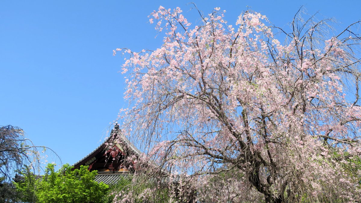 Today I had to go to Ueno, and on the way back I took around 30 minute walk around Ueno Park. The cherry blossoms had passed their peak and were beginning to disperse. #上野公園 #桜