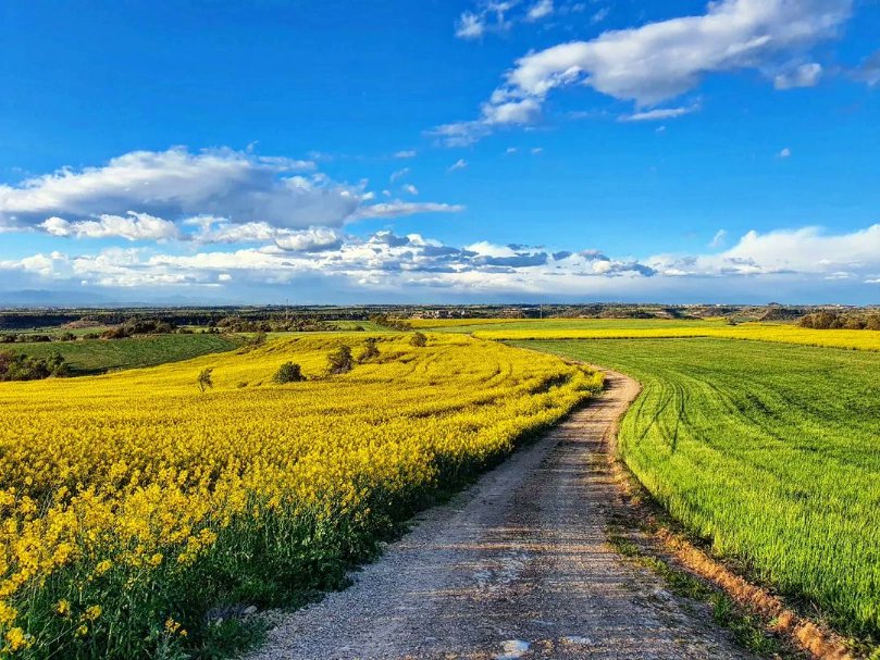 Amb l'arribada de la primavera els nostres camins ens ofereixen l'oportunitat de connectar amb la natura i la bellesa de #laSegarra 
#segarrejant #segarra #primavera #primaverasegarra #camins 
📷 @marialluisa21
@aralleida @EspaisPonent
@SomSegarra @catexperience
