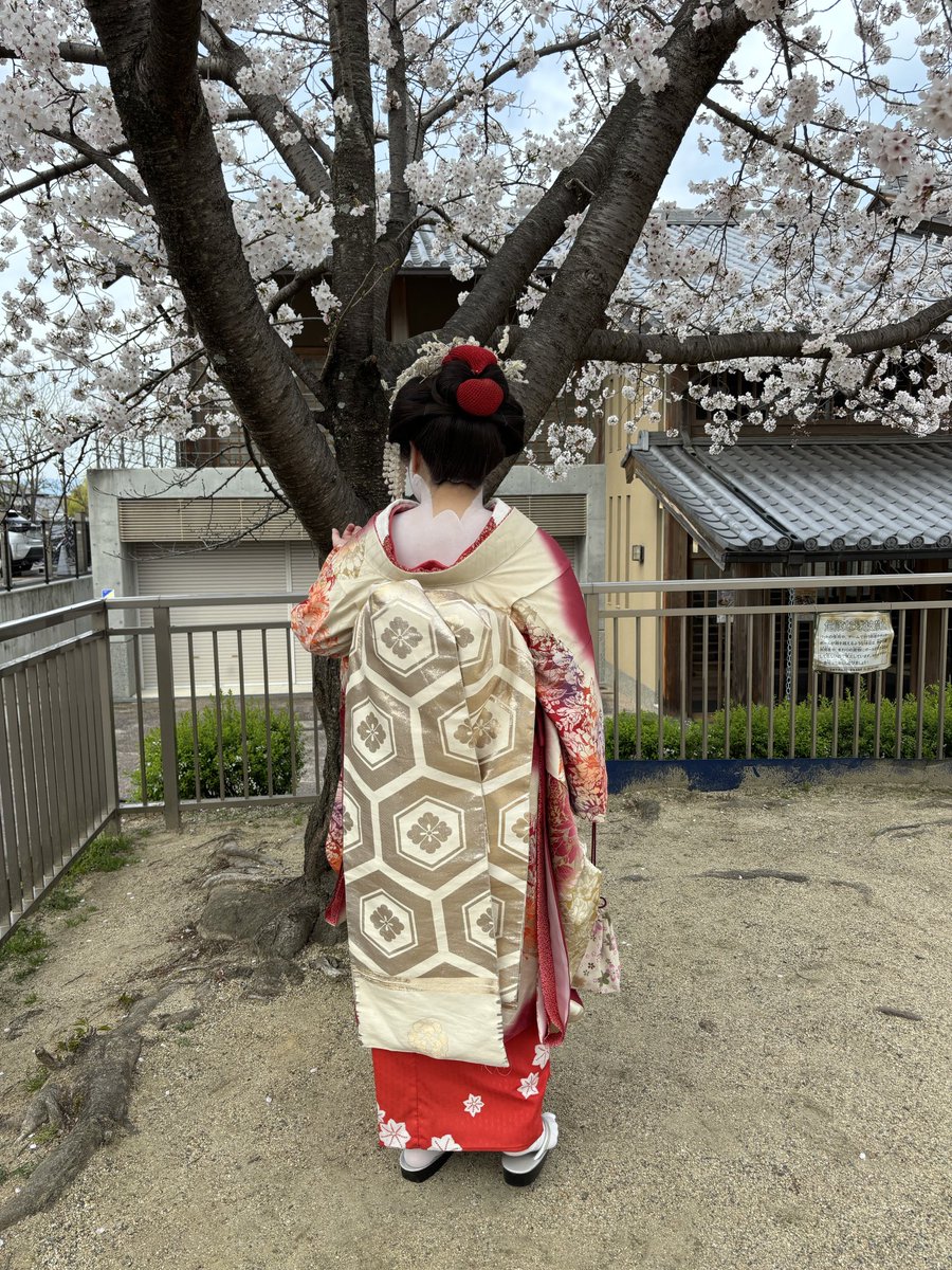 Enjoyed sakura season in Kyoto, Japan 🌸🌸🌸