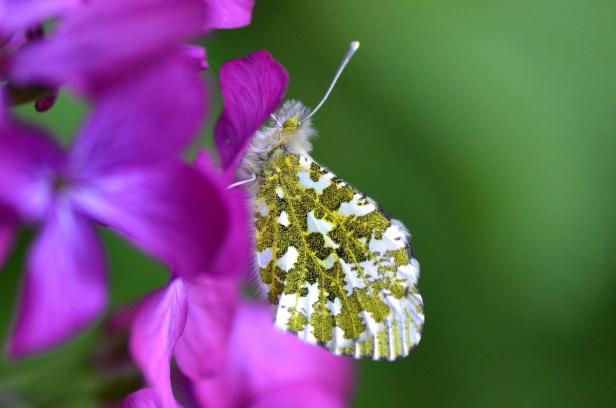 My first Orange Tip butterfly of the year. Sadly she was missing an antenna, and being cruelly buffeted by the gale yesterday. Luckily there's plenty of food for her in the garden: Honesty, Cuckoo Flower, Garlic Mustard and Sweet Rocket. 🦋 @savebutterflies