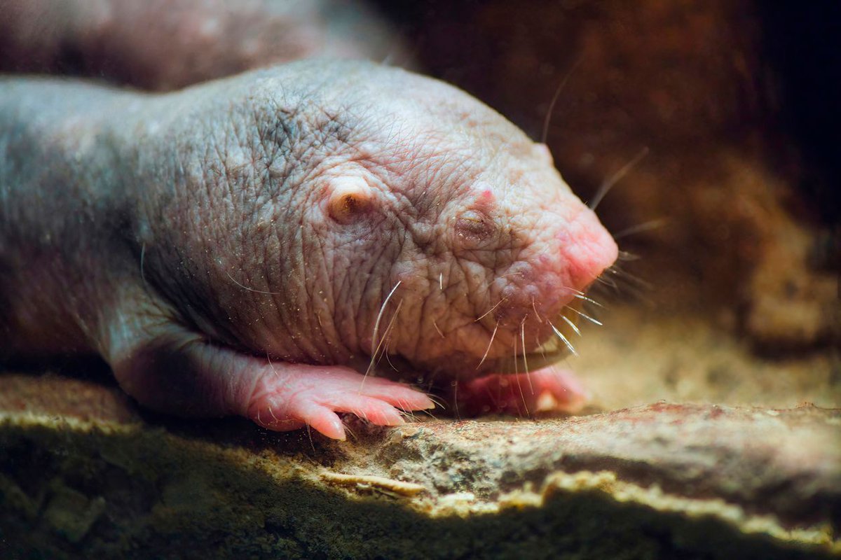 Naked mole-rats are known for their longevity, but how do they do it? 🤔 A recent @NatureComms study led by @dunjaaks & @moleratsarego (@QMUniversity) has discovered how their unique cardiometabolic profile plays a role — learn more at @ScienceDaily: buff.ly/3TQHNWB