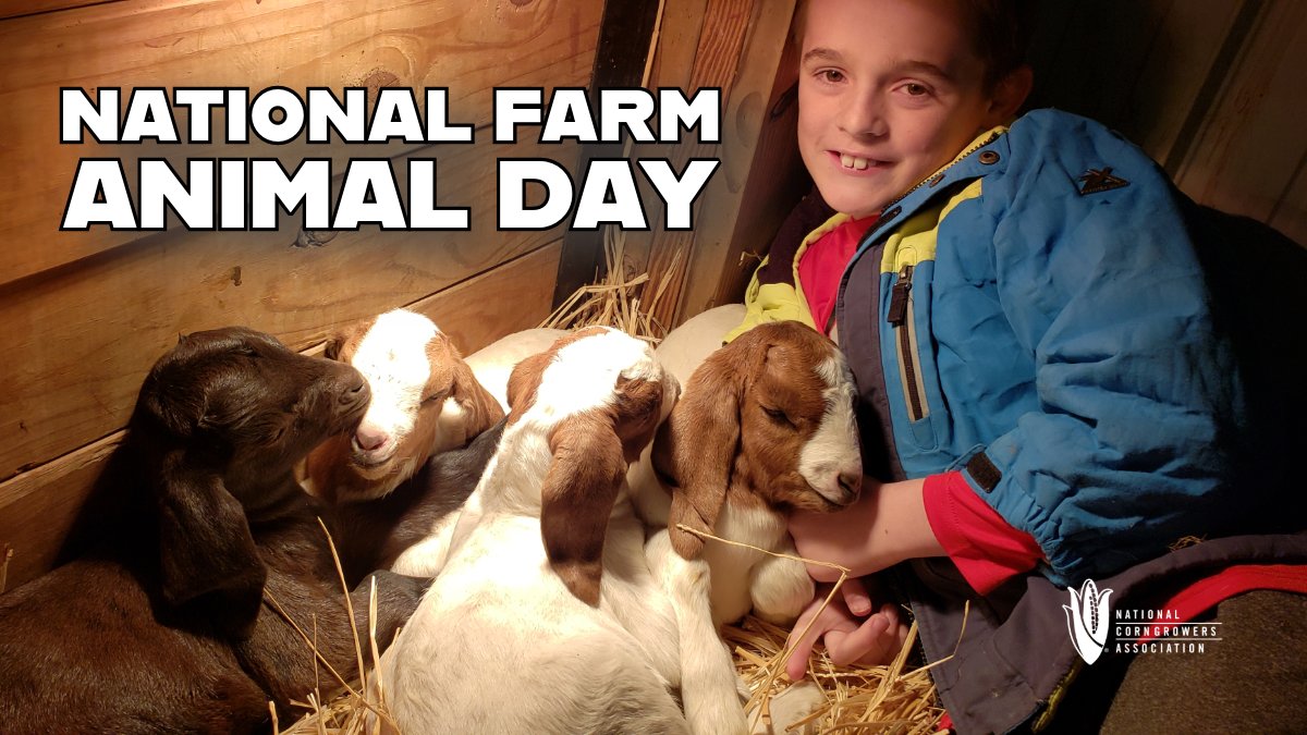 We will HUG THEM and PET THEM and SQUEEZE THEM . . . have you hugged your faithful (and/or ornery) #FarmAnimal today?? #NationalFarmAnimalDay #FarmAnimalDay 🐄 🐓 🐐 🐇 🐖 🐑 🦃