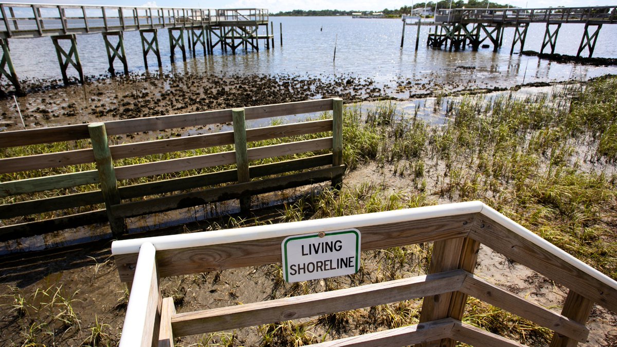 Did you know that a single oyster can filter up to 50 gallons of water each day? 🦪🌊 Learn about Florida Sea Grant’s oyster restoration efforts in the 2nd episode of Marine Science Minute by clicking the link below. ⬇️ 
bit.ly/4aPKpeq