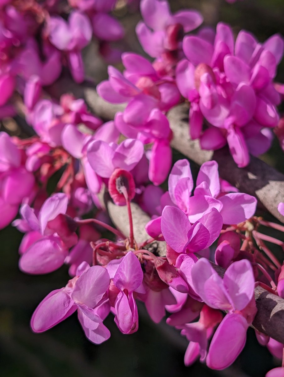 A splash of colour from this morning's walk into Apt for coffee with a friend (yellow warning for wind, so left the bike behind) .. the magenta blossoms of the Judas trees are magnificent this year vauclusedreamer.com/2021/02/11/joy…