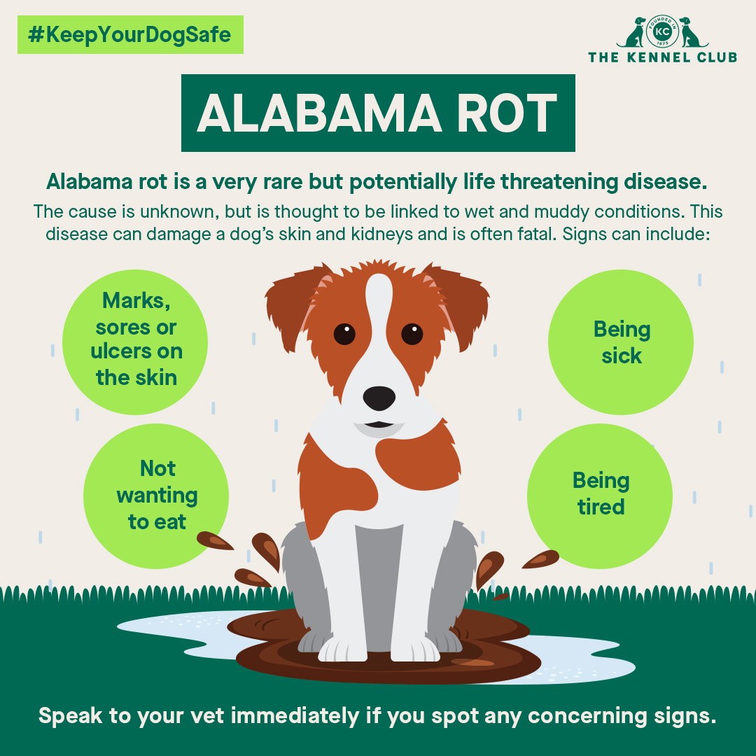 Alabama rot is rare, but it’s worth knowing the signs to watch out for. Find out more at thekennelclub.org.uk/alabamarot.
