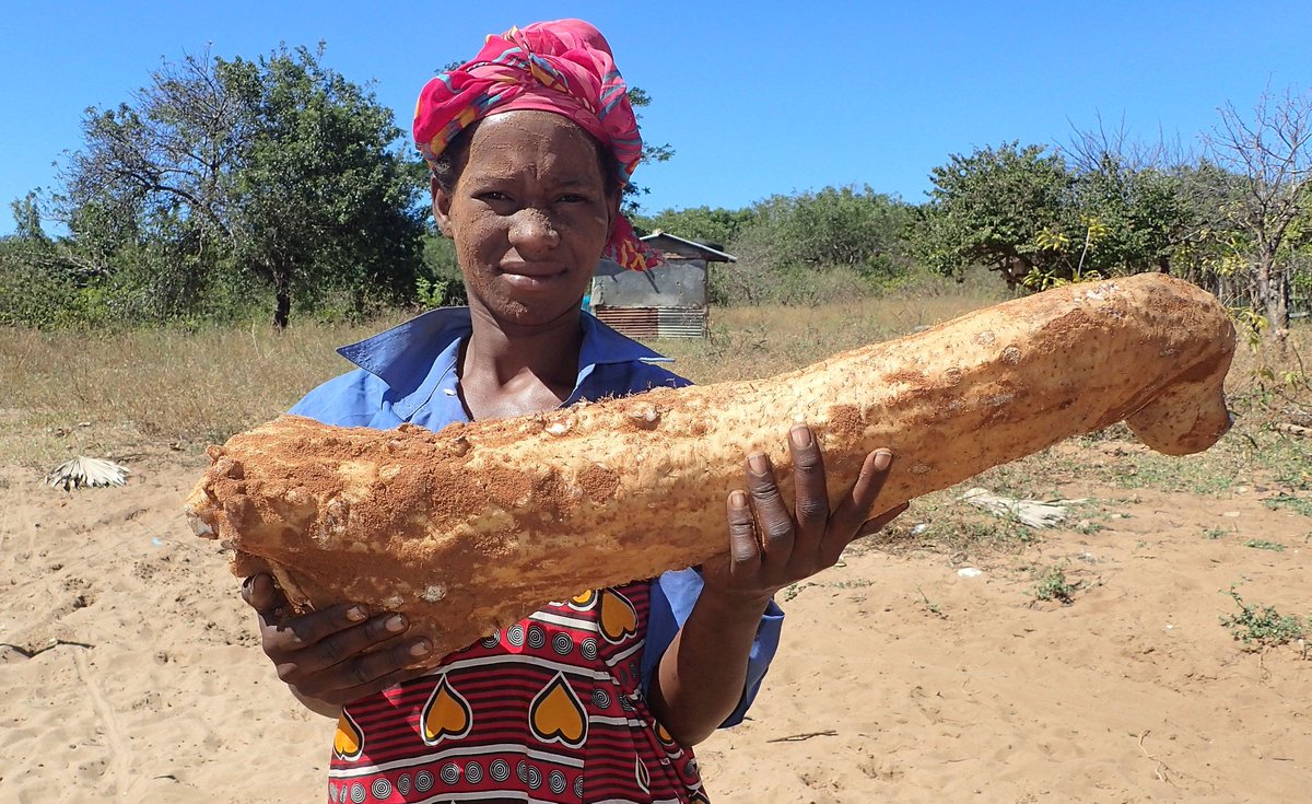 Drone surveys, 3D modelling, community conservation and more 🛩️🌳🥔📊🇲🇬 Check out the five ways we're helping to restore the super biodiverse dry forests of Madagascar 👇 kew.org/read-and-watch…