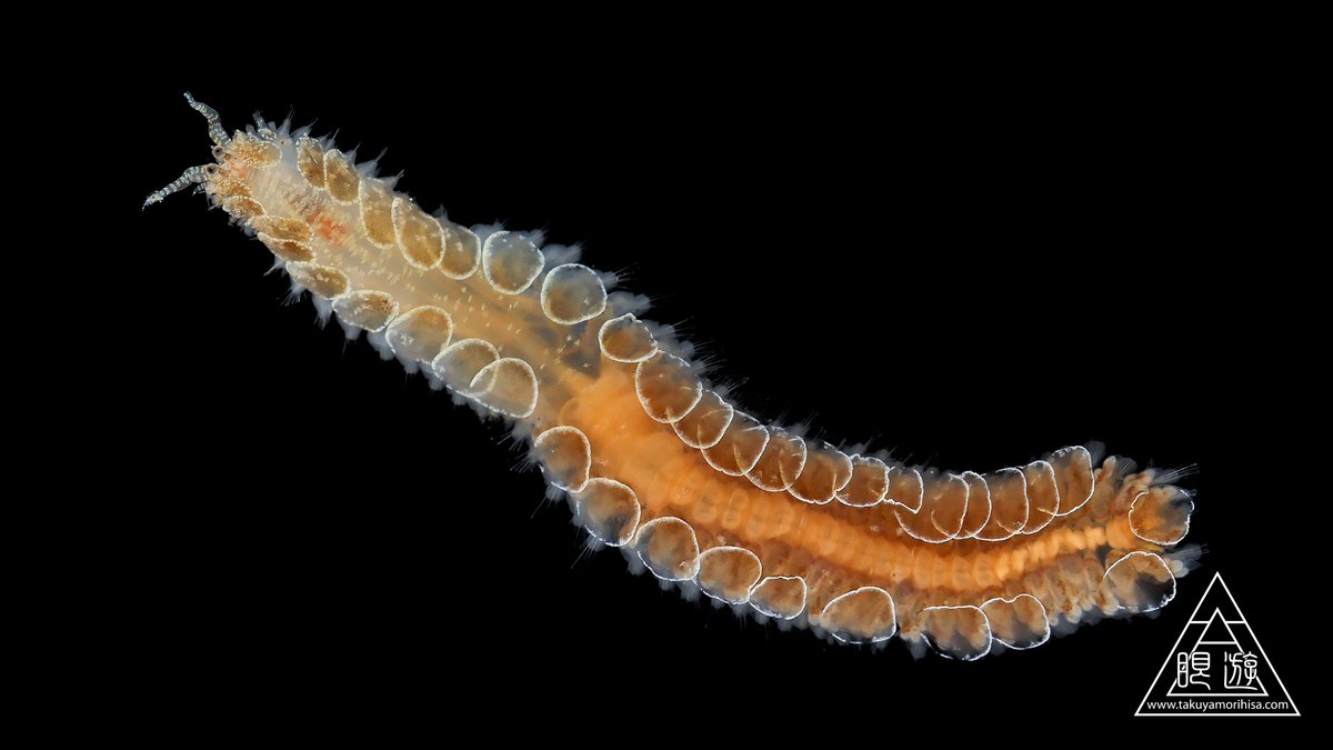 Beautiful polychaete
Is this Acoetidae? (Grammar question : Is 'an' necessary in this sentence?)

 #WormWednesday