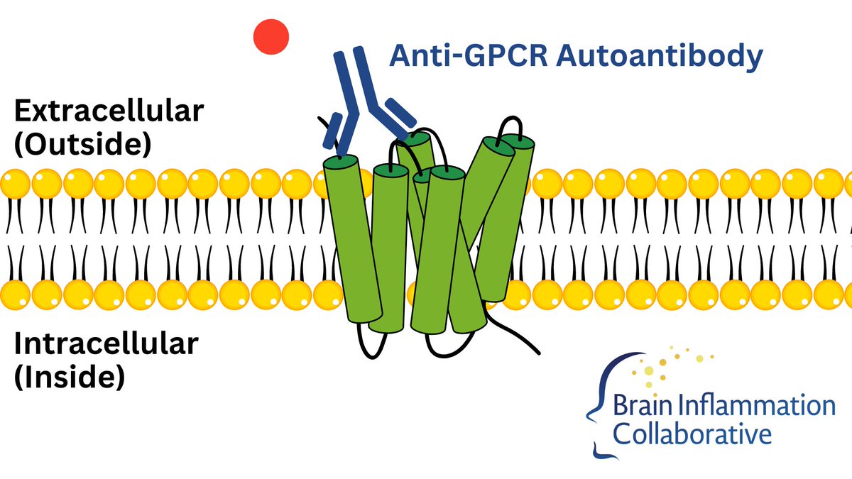 Autoantibodies were found to bind the following G protein-coupled receptors (GPCRs)  in LC patients(3):
✅ β2-adrenoceptor
✅ α1-adrenoceptor
✅ angiotensin II AT1-receptor
✅ nociceptin-like opioid receptor

Once bound the autoantibodies prevent the receptor from working.