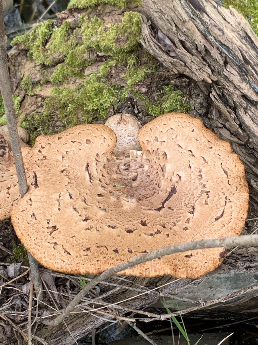 Exactly 7 days / one week between these photos of the Dryad’s saddle (Pheasant’s back) fungus I found ⁦@RSPBRyeMeads⁩ & they have morphed into monsters 4 or 5 times the size ⁦@Natures_Voice⁩ ⁦@UKWildlifePod⁩