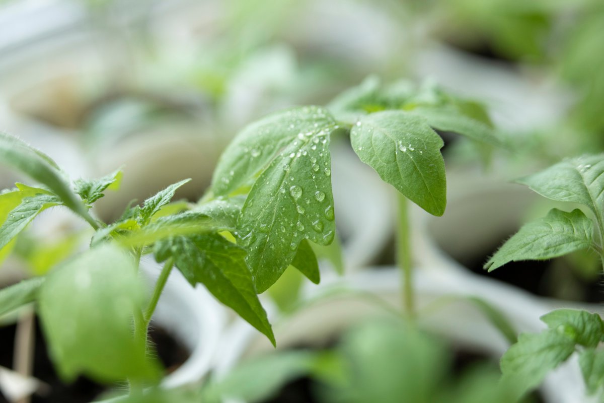 virtigation's tweet image. #Transcription #reprogramming of host🌱cells is key against #PlantVirus attacks. For #ToBRFV, #transcriptome changes induced by this #PlantVirus in🍅were not studied yet. A new paper by 🇨🇳 team reveals candidate #genes in🍅responsive to #ToBRFV infection: mdpi.com/1422-0067/25/7…