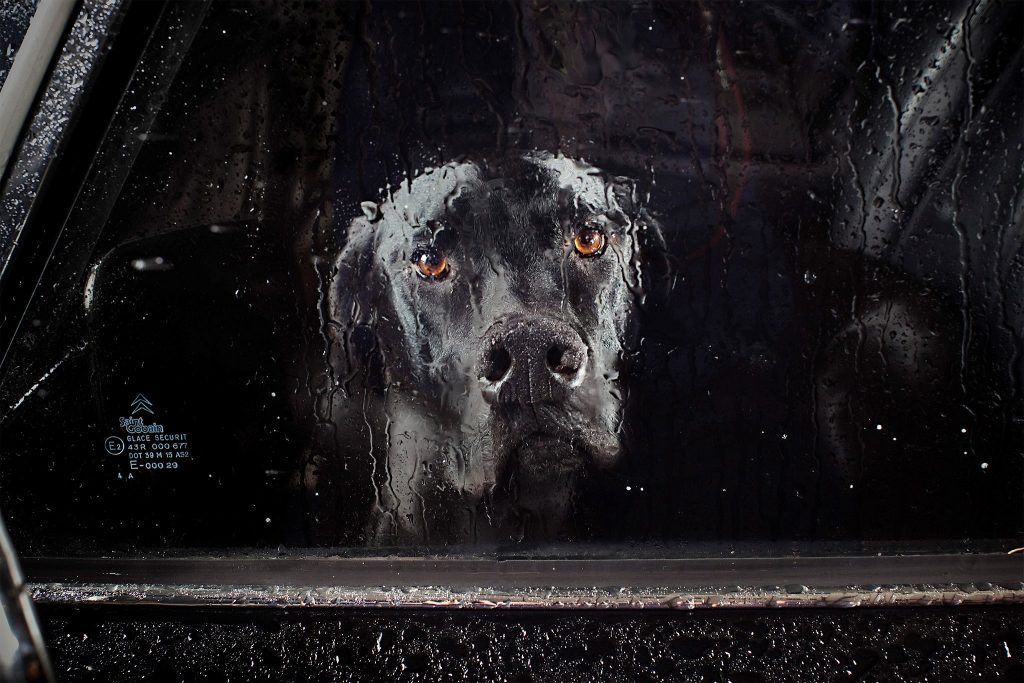 Küçükken arabada tek başına bırakıldığı o anları hatırlayan var mı? İçimizdeki en karanlık yerlerde de hayat olabilir: Martin Usborne ve “The Silence Of Dogs in Cars” serisi 👉 buff.ly/4apn4jN #bantmagarşivden