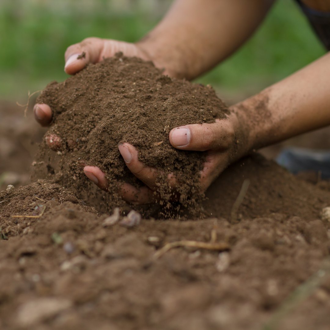 Do you know how healthy your soils are?

Read more about our Introduction to Soils course using the link below or in our bio:
farmiq.co.uk/course/introdu…

#farmiq #farming #soils #introduction #soil #environment #crops #livestock