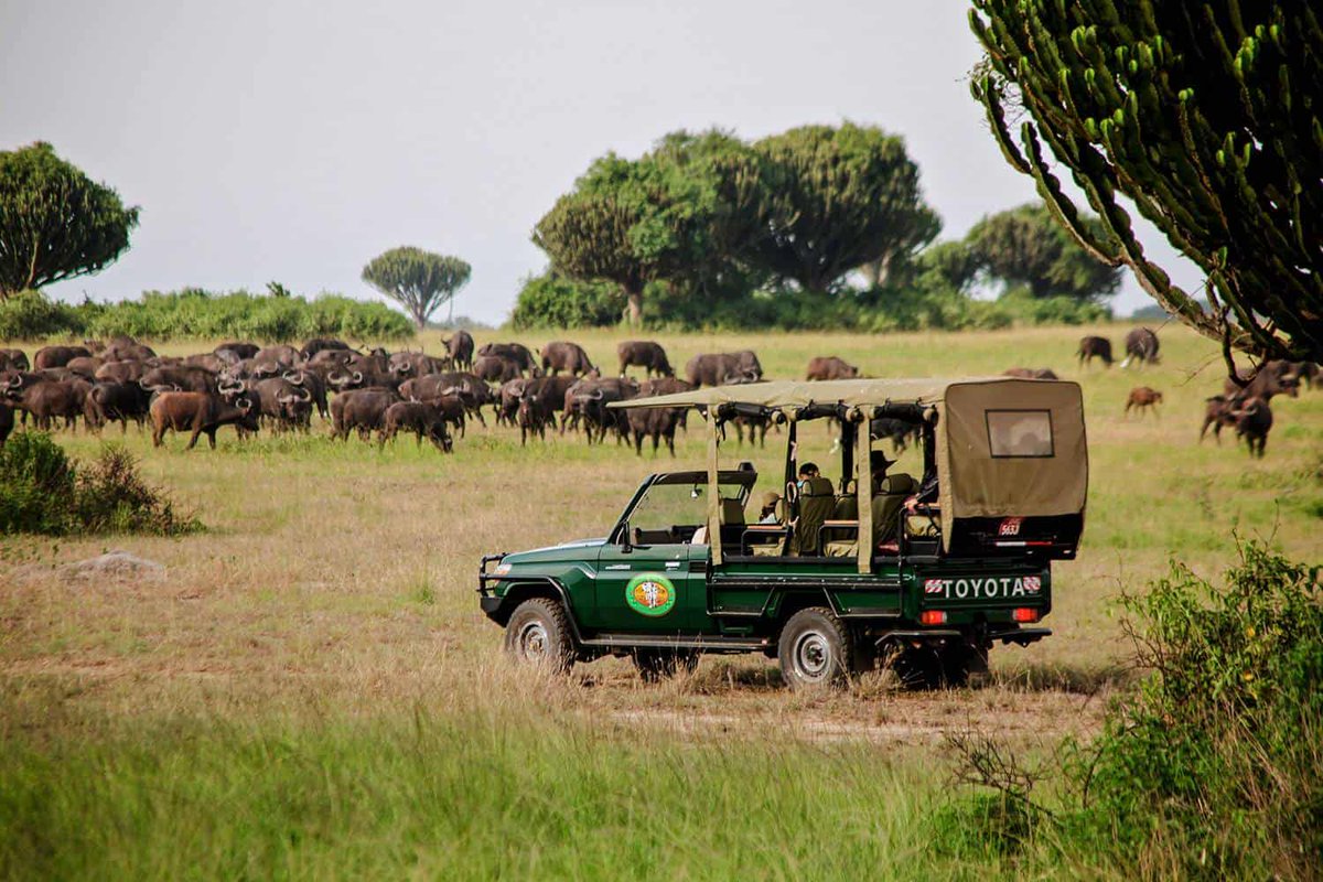 A safari tour as seen by buffaloes.