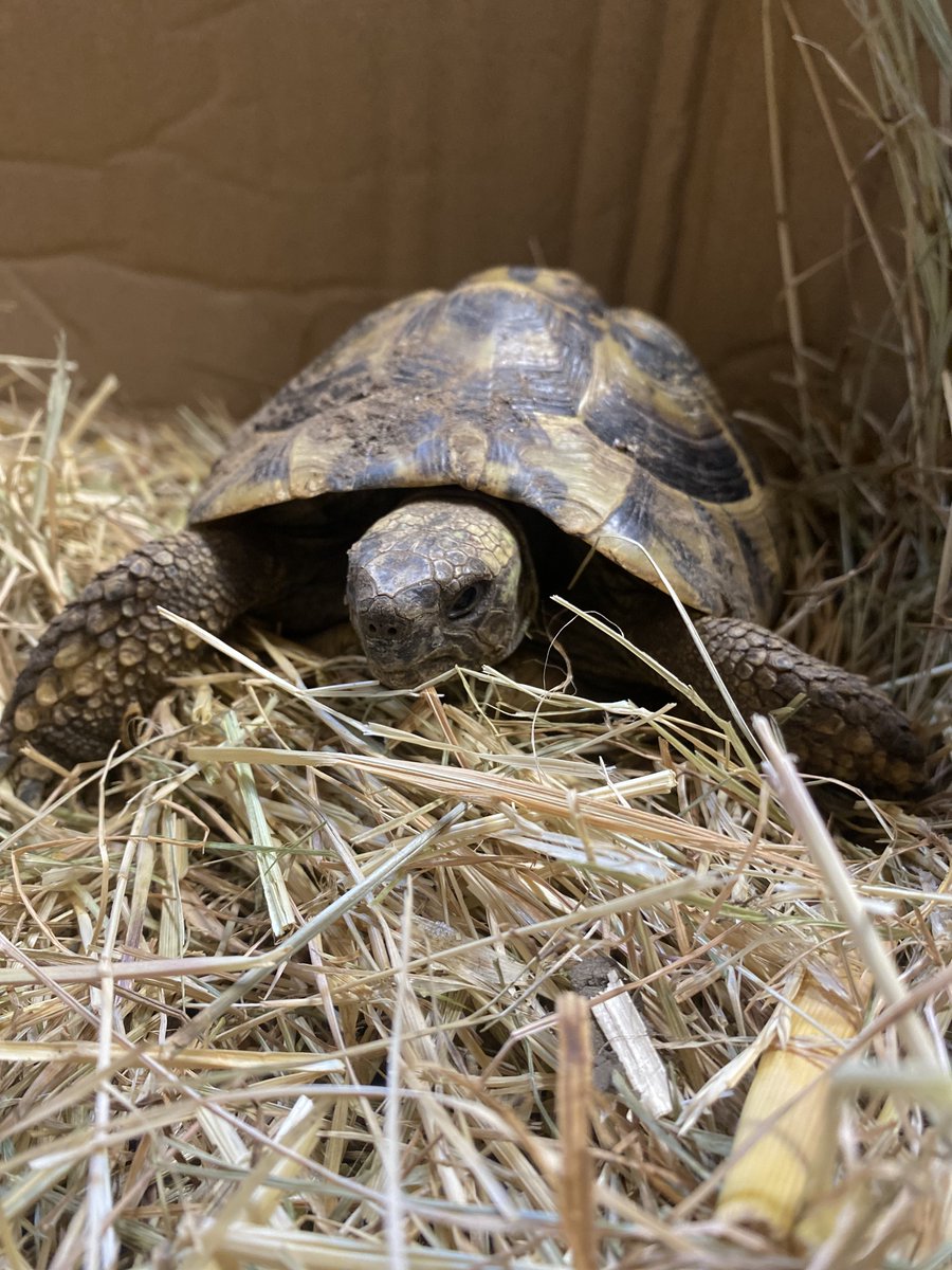 This young man was found having a snooze in someone's garden in Chelmsford this week, so we're looking for his owners. In the meantime we've named him Trevor and he is getting lots of love from the office staff. #tortoise #lostpet #essex #chelmsford