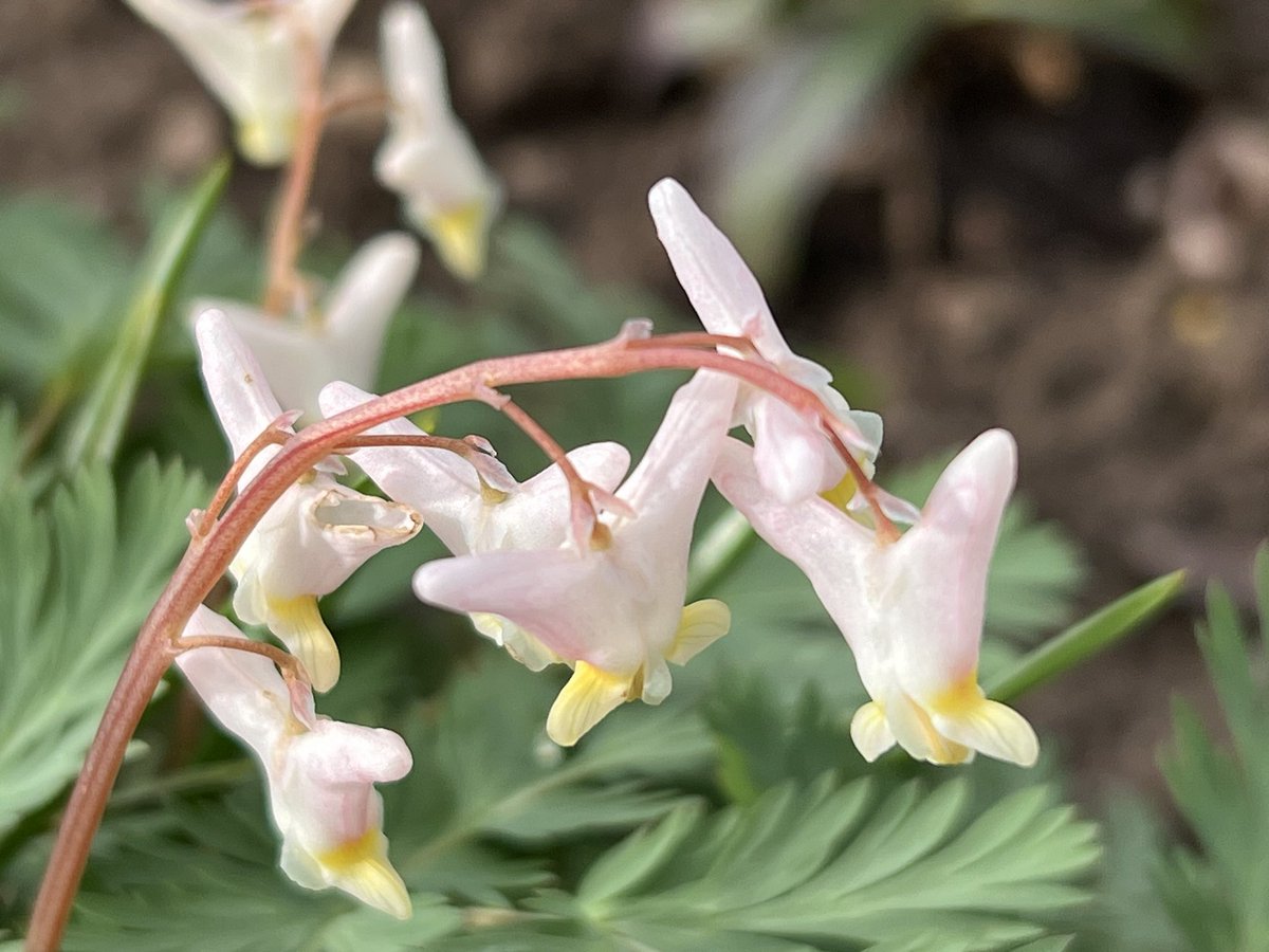 I was gifted a clump of #Crocus gargaricus in Feb and I noticed something else appearing out of it a couple of weeks later. Last week this gorgeous #Dicentra cucullaria (Dutchman’s Breeches) shot up & is now flowering. Glorious! #plant #herbaceous #perennial #garden