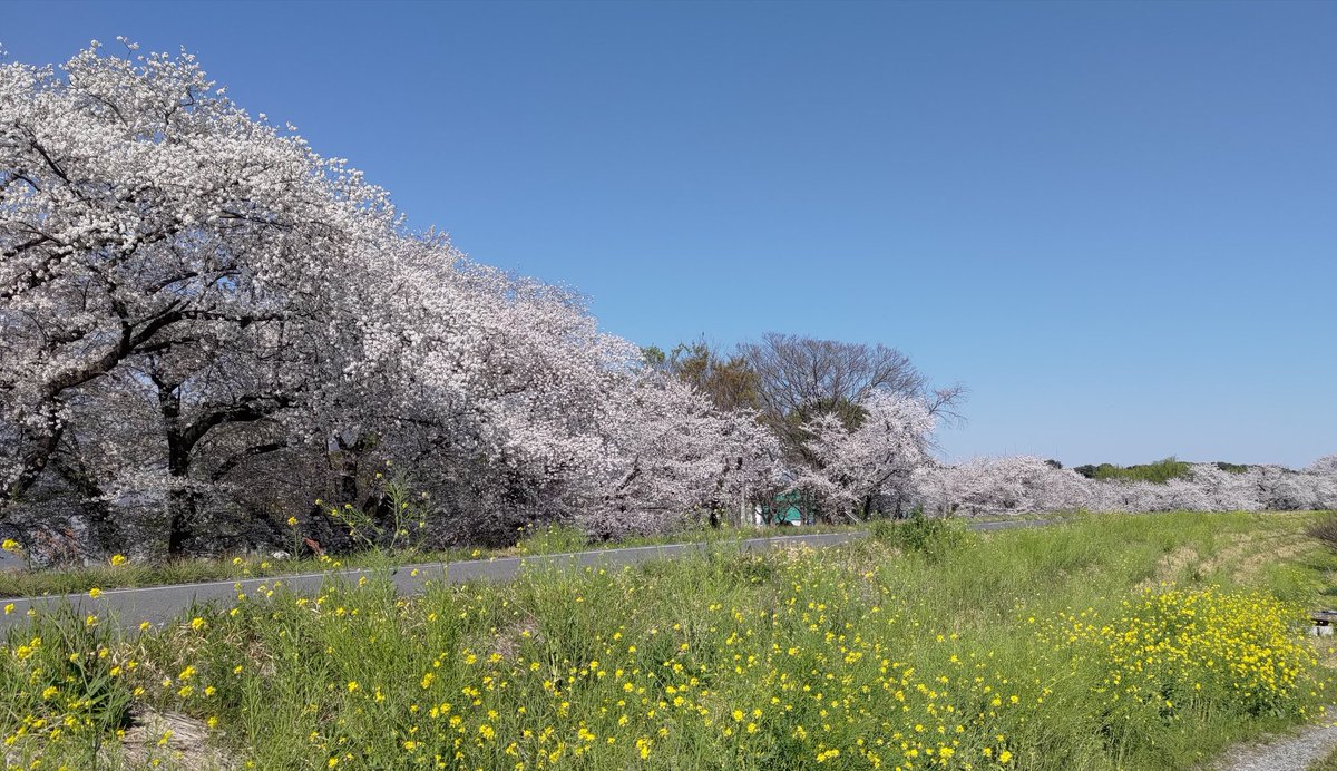 今日は良い天気でした。
高崎市烏川左岸の桜です。
#桜
#にゃんちき写真展