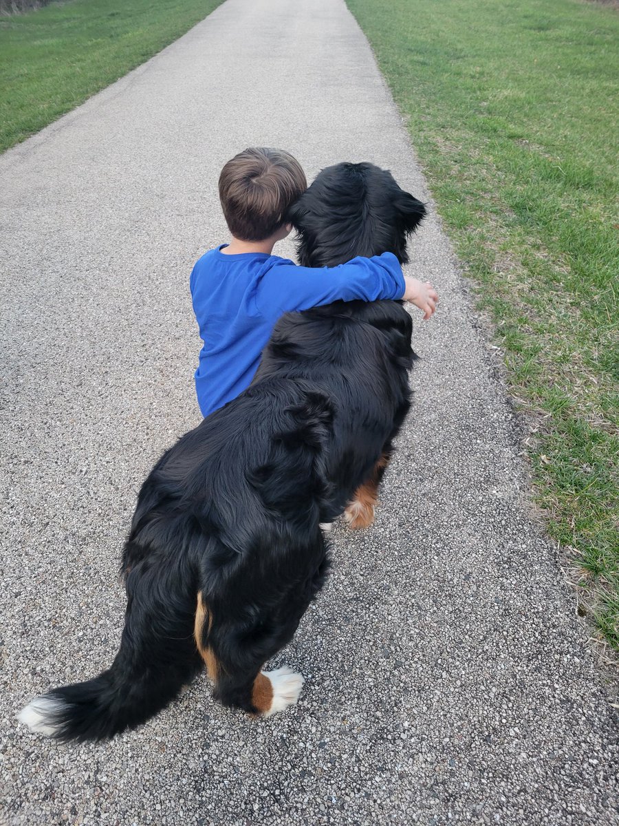 A glimpse of what fostering looks like. National Bernese Mountain Dog Rescue Network. #Addie #learingdoglife #fosterlove