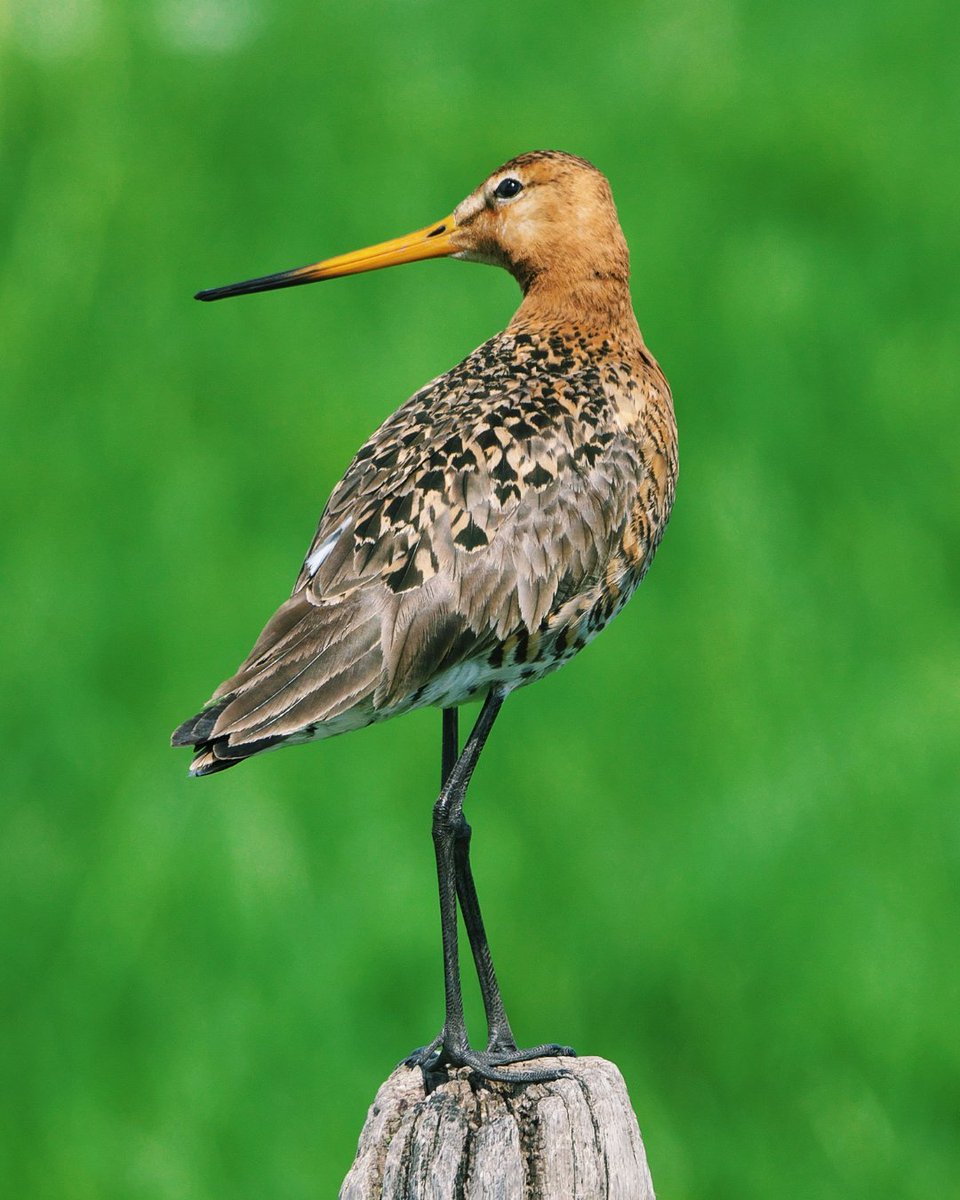 Kom ook naar onze weidevogel excursie komende zondag in de polder van het Oudeland van Strijen! 🐦 🌳Waar: Land van Ons perceel Strijen: landvanons.nl/perceel/strije… 🕢Wanneer: 14 april van 10:00 tot 12:00 Het is broedseizoen dus neem je verrekijker mee 👓