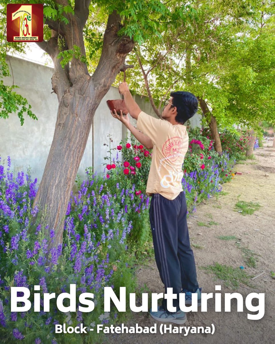 Dera Sacha Sauda volunteers are making efforts to nurture our feathered🐦friends! Inspired by the teachings of Saint Dr MSG, their efforts in bird nurturing are truly commendable. Let's join hands in celebrating their commitment to nature's beauty! #BirdsNurturing #SummerCare…